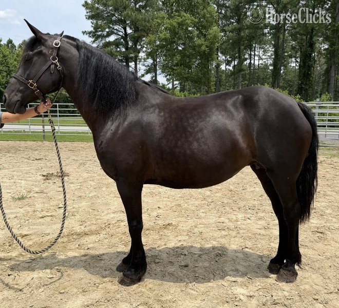 "Mare" Black Mare Draft