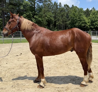 "Sorrel" Sorrel Gelding Draft