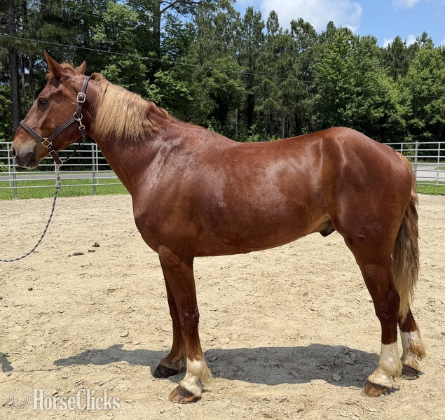 "Sorrel" Sorrel Gelding Draft in North Carolina