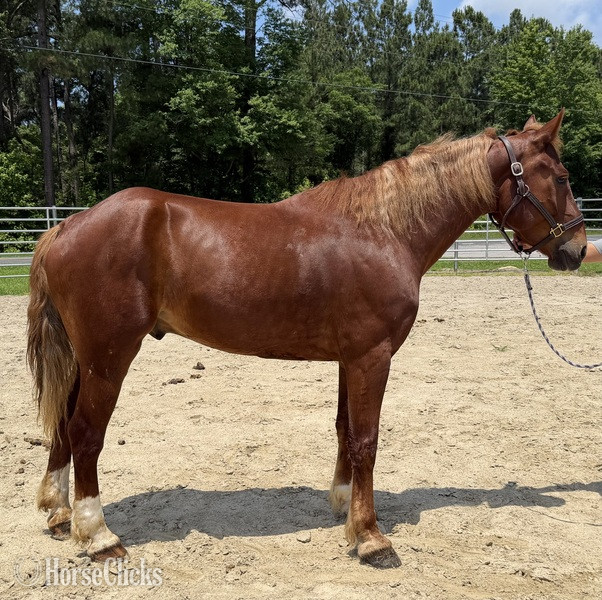 "Sorrel" Sorrel Gelding Draft