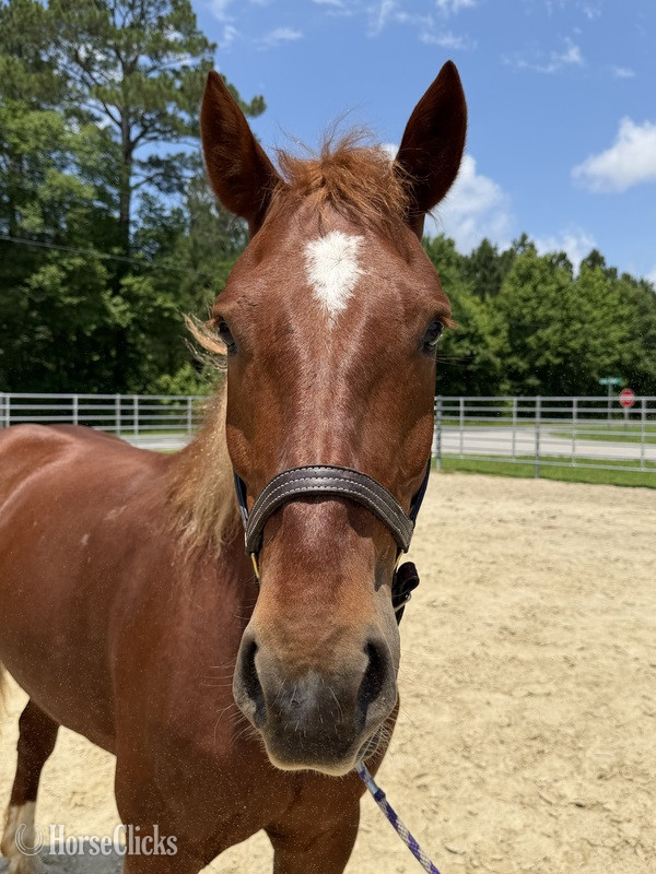 North Carolina "Sorrel" Sorrel Gelding Draft