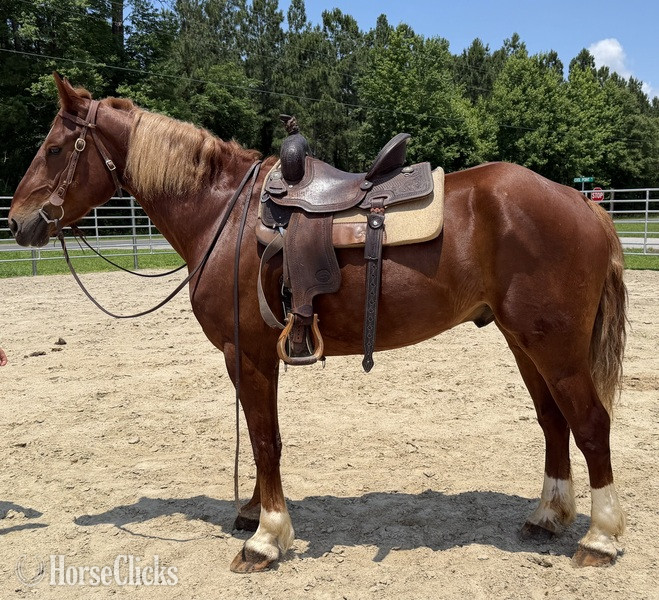 "Sorrel" Sorrel Gelding Draft - Draft in North Carolina