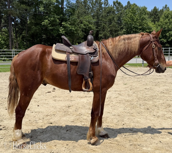 "Sorrel" Sorrel Gelding Draft - Draft