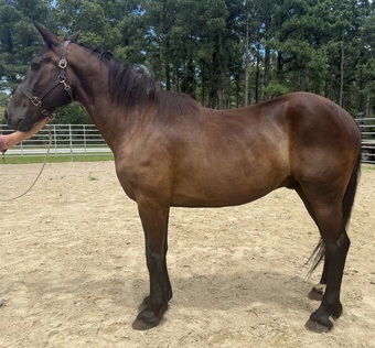 "Bay" Bay Gelding Draft