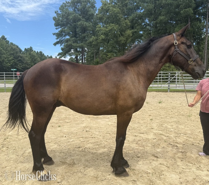 "Bay" Bay Gelding Draft
