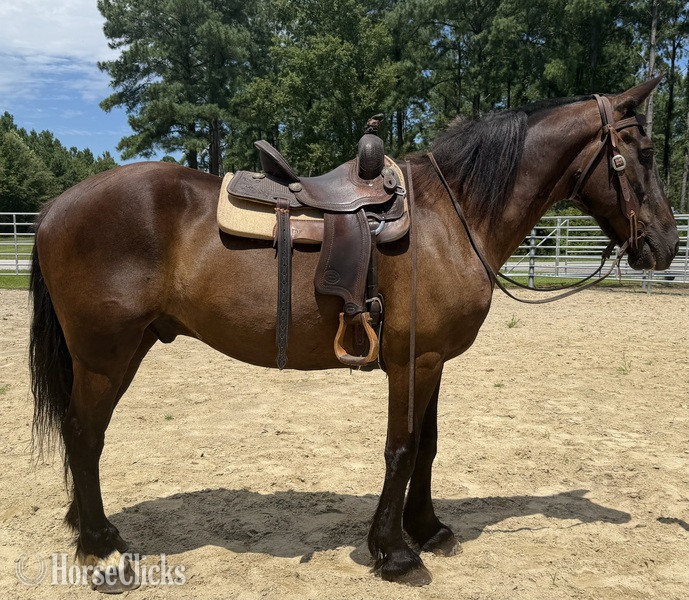 North Carolina "Bay" Bay Gelding Draft