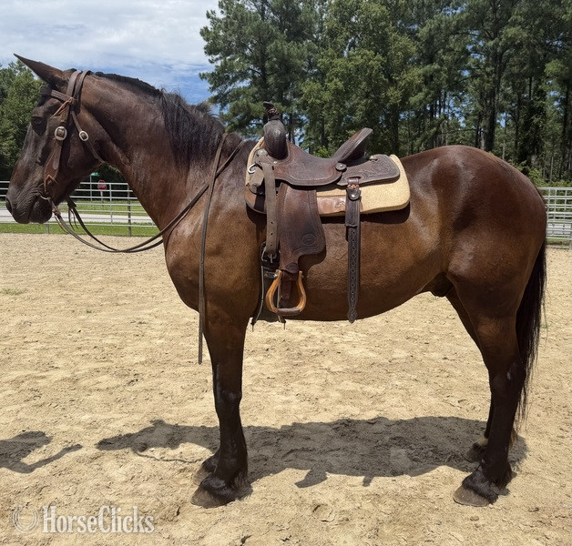 "Bay" Bay Gelding Draft - Draft in North Carolina