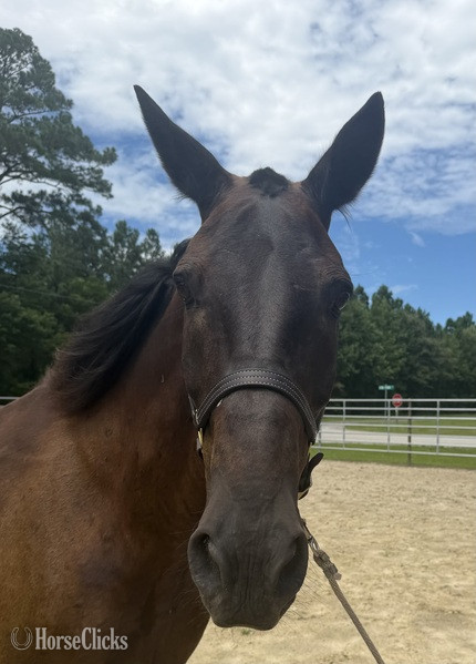 "Bay" Bay Gelding Draft - Draft
