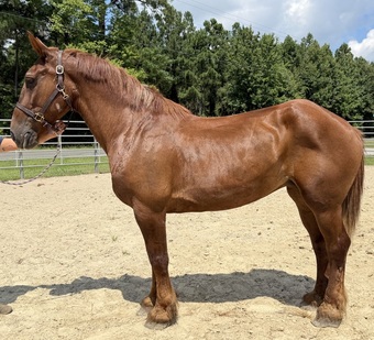 "Sorrel" Sorrel Mare Draft