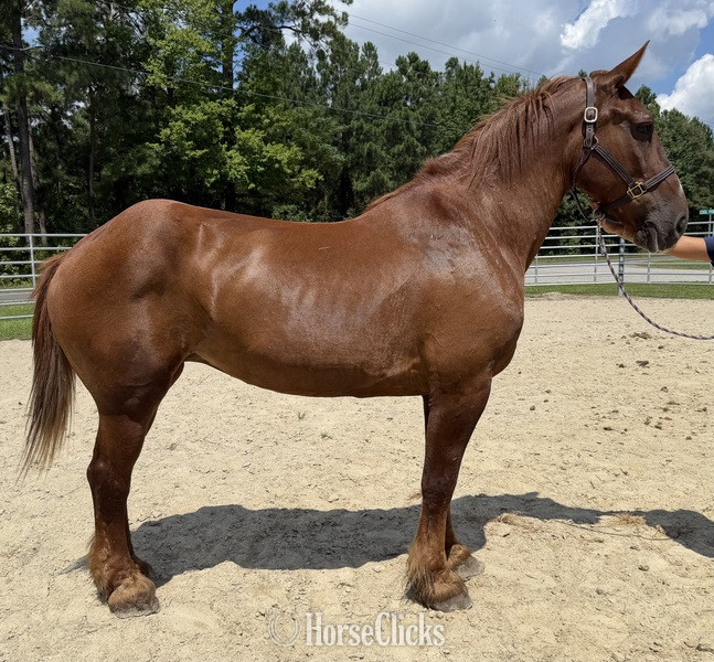 "Sorrel" Sorrel Mare Draft
