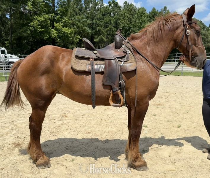 North Carolina "Sorrel" Sorrel Mare Draft