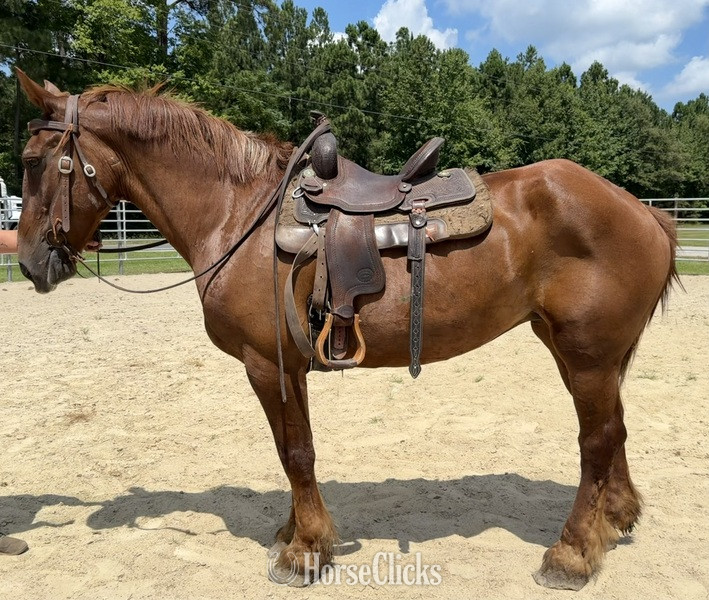 "Sorrel" Sorrel Mare Draft - Draft in North Carolina