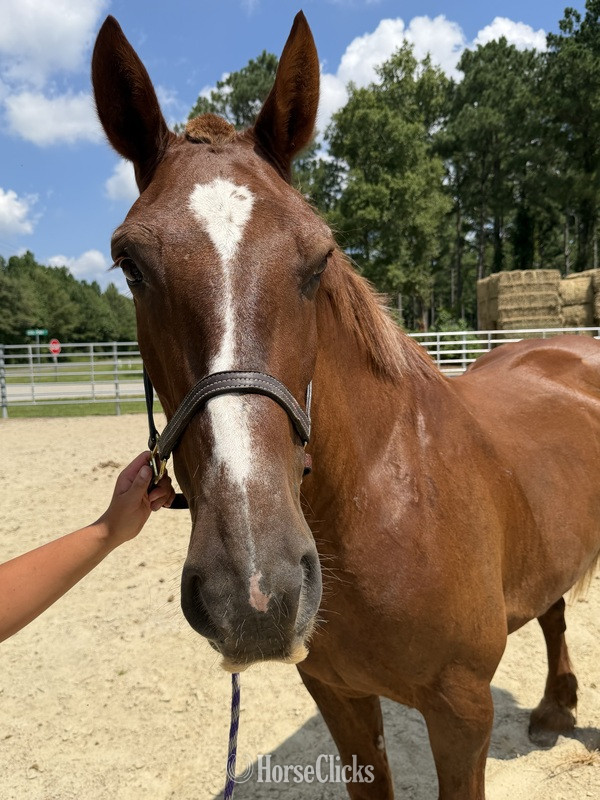 "Sorrel" Sorrel Mare Draft - Draft