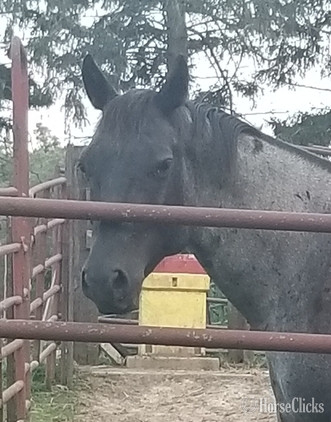 "MF WRECKLESSBLUHAYES" Blue Roan Gelding Quarter Horse - Quarter Horse in Iowa
