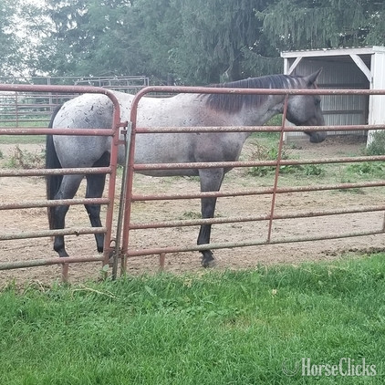 "MF WRECKLESSBLUHAYES" Blue Roan Gelding Quarter Horse - Quarter Horse