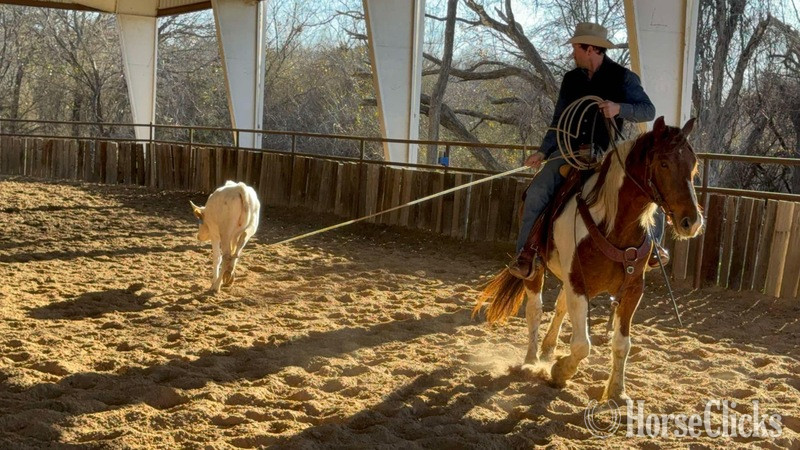 "Honky-Tonk" Chestnut Gelding Draft in Texas