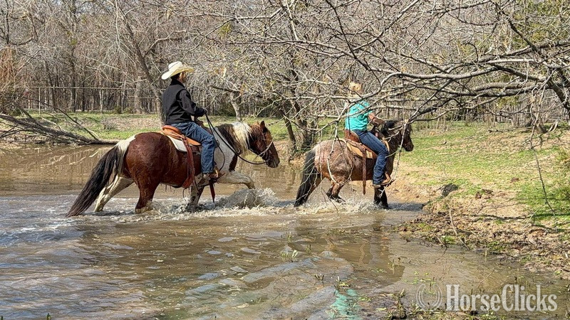 "Honky-Tonk" Chestnut Gelding Draft