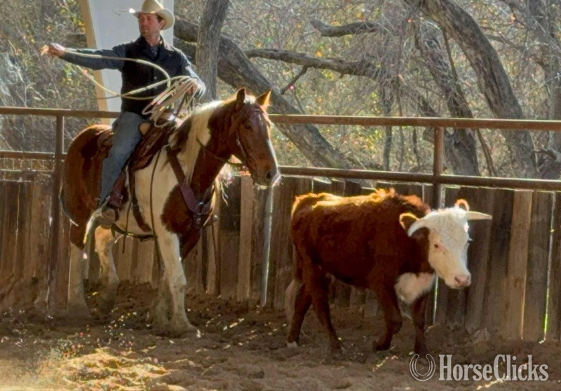 Texas "Honky-Tonk" Chestnut Gelding Draft