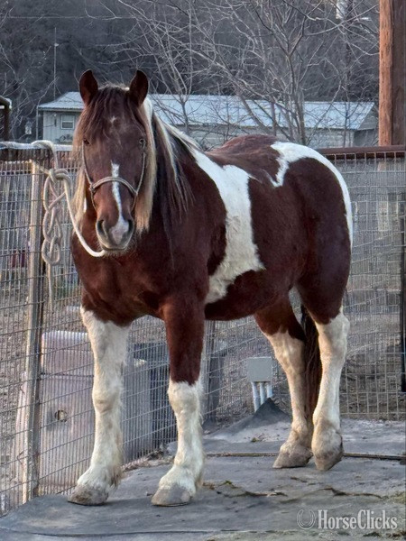 "Honky-Tonk" Chestnut Gelding Draft - Draft in Texas