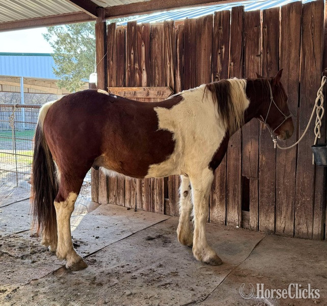 "Honky-Tonk" Chestnut Gelding Draft - Draft