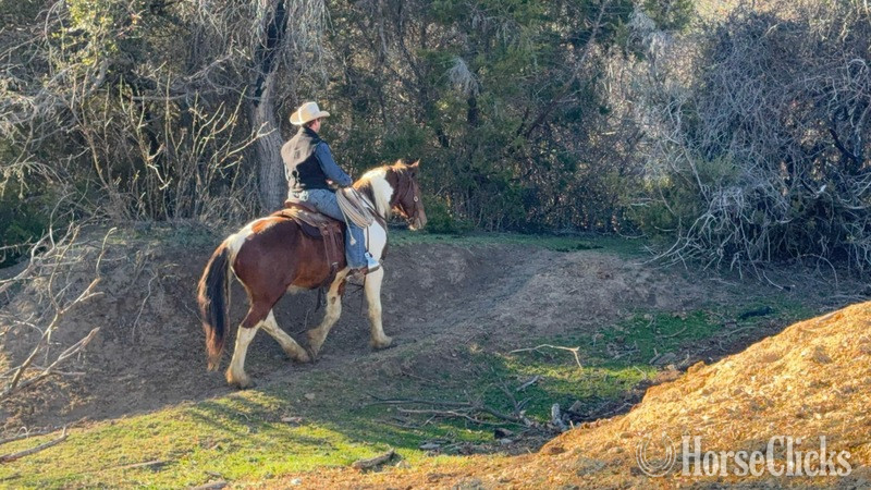 "Honky-Tonk" Chestnut Gelding Draft Texas