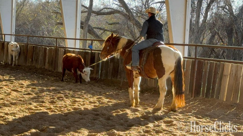 Draft - "Honky-Tonk" Chestnut Gelding Draft in Texas