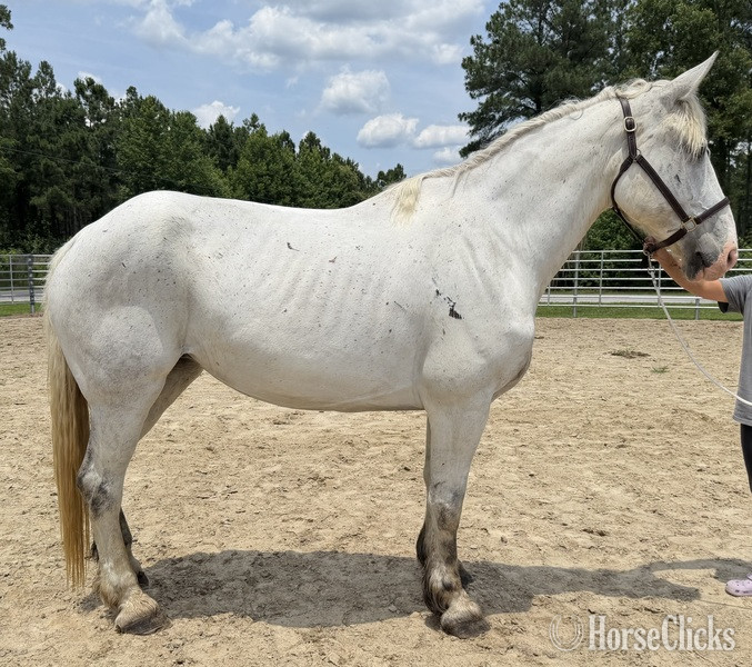 "Percheron " Grey Mare Percheron in North Carolina
