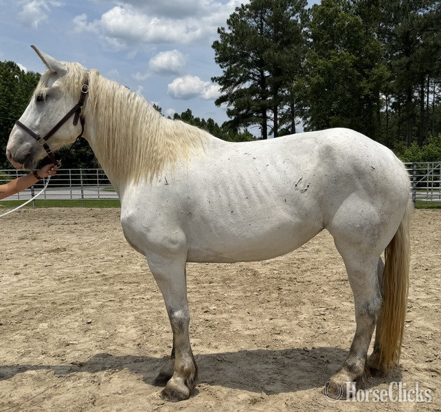 "Percheron " Grey Mare Percheron