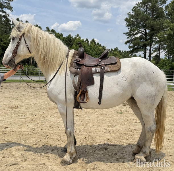 North Carolina "Percheron " Grey Mare Percheron