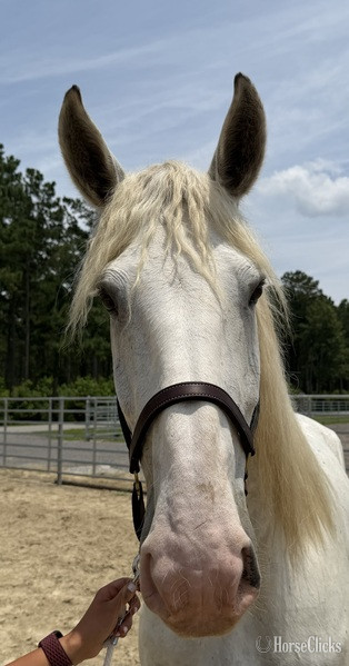 "Percheron " Grey Mare Percheron - Percheron in North Carolina
