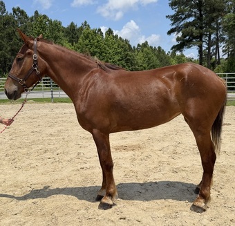 "Sorrel" Sorrel Mare Draft
