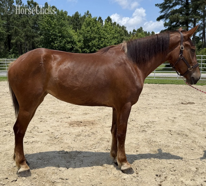 "Sorrel" Sorrel Mare Draft