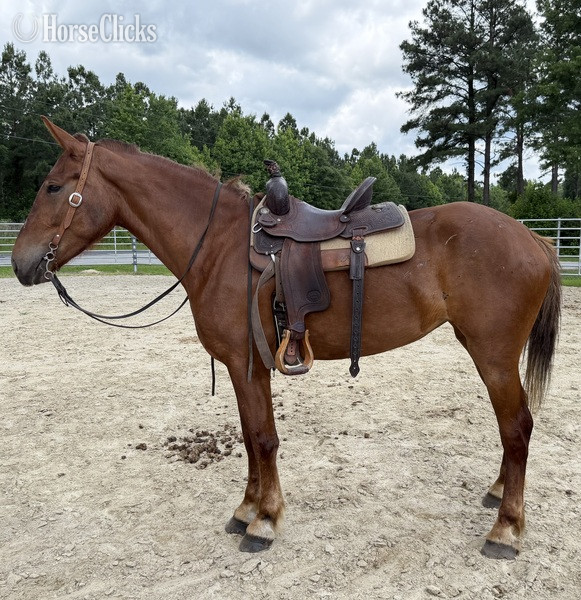 "Sorrel" Sorrel Mare Draft - Draft in North Carolina