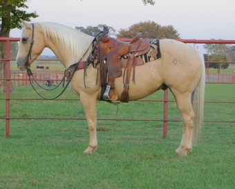 "ROCKIN T SUGAR DADDY" Palomino Gelding Quarter Horse