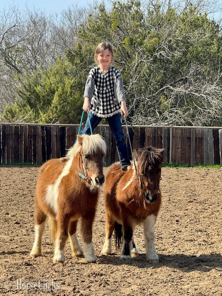 "Hooey" Bay Gelding Pony in Texas