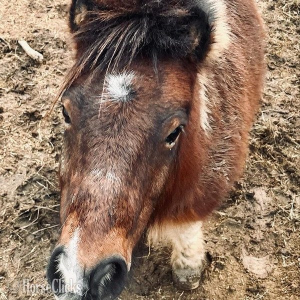 "Hooey" Bay Gelding Pony