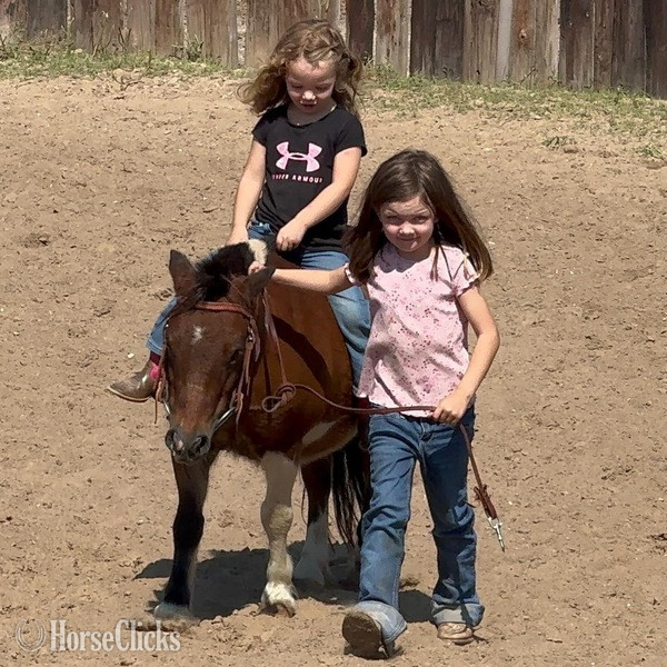 Texas "Hooey" Bay Gelding Pony