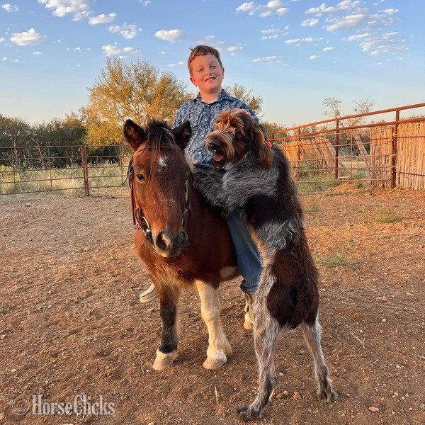 "Hooey" Bay Gelding Pony - Pony in Texas