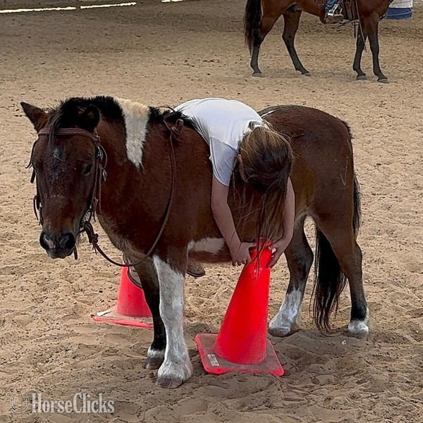 "Hooey" Bay Gelding Pony - Pony