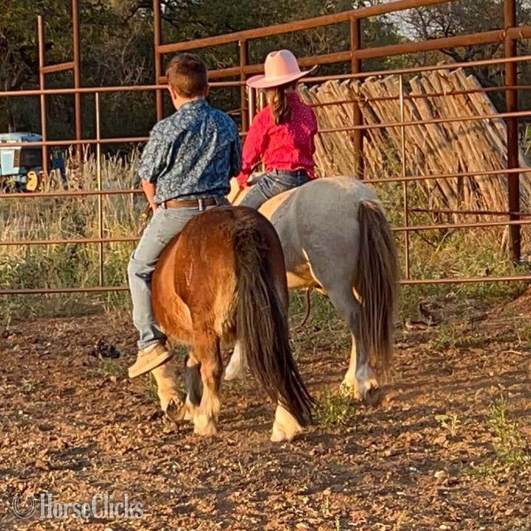 "Hooey" Bay Gelding Pony Texas