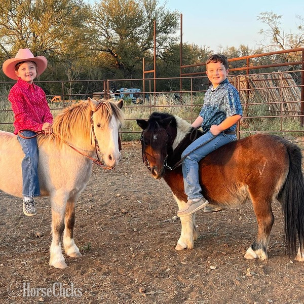 Pony - "Hooey" Bay Gelding Pony in Texas