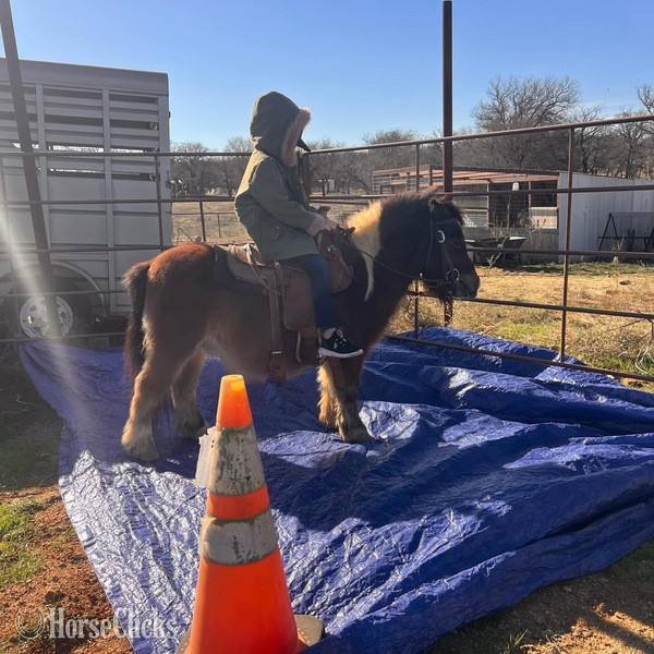 Pony - "Hooey" Bay Gelding Pony