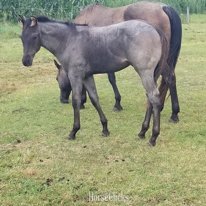 "pending" Blue Roan Colt Quarter Horse - Quarter Horse