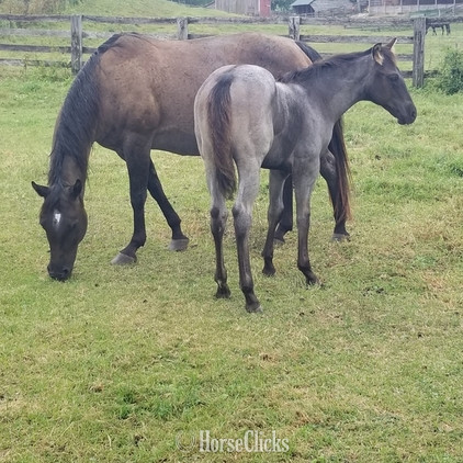 "pending" Blue Roan Colt Quarter Horse Iowa