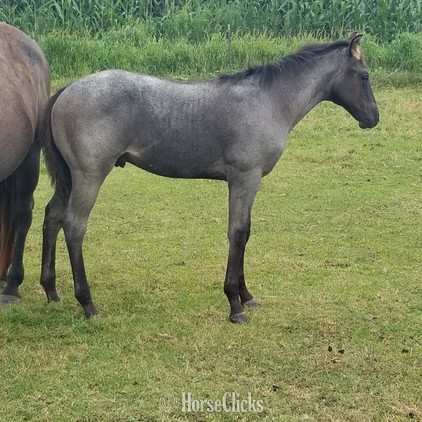 Quarter Horse - "pending" Blue Roan Colt Quarter Horse in Iowa