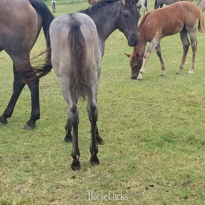 Quarter Horse - "pending" Blue Roan Colt Quarter Horse