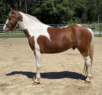 "Paint " Pinto Gelding Paint