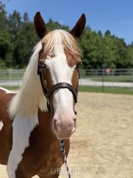 North Carolina "Paint " Pinto Gelding Paint