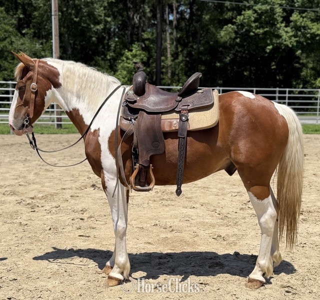 "Paint " Pinto Gelding Paint - Paint in North Carolina