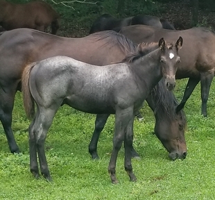 "Blue Roping Prospect" Blue Roan Colt Quarter Horse